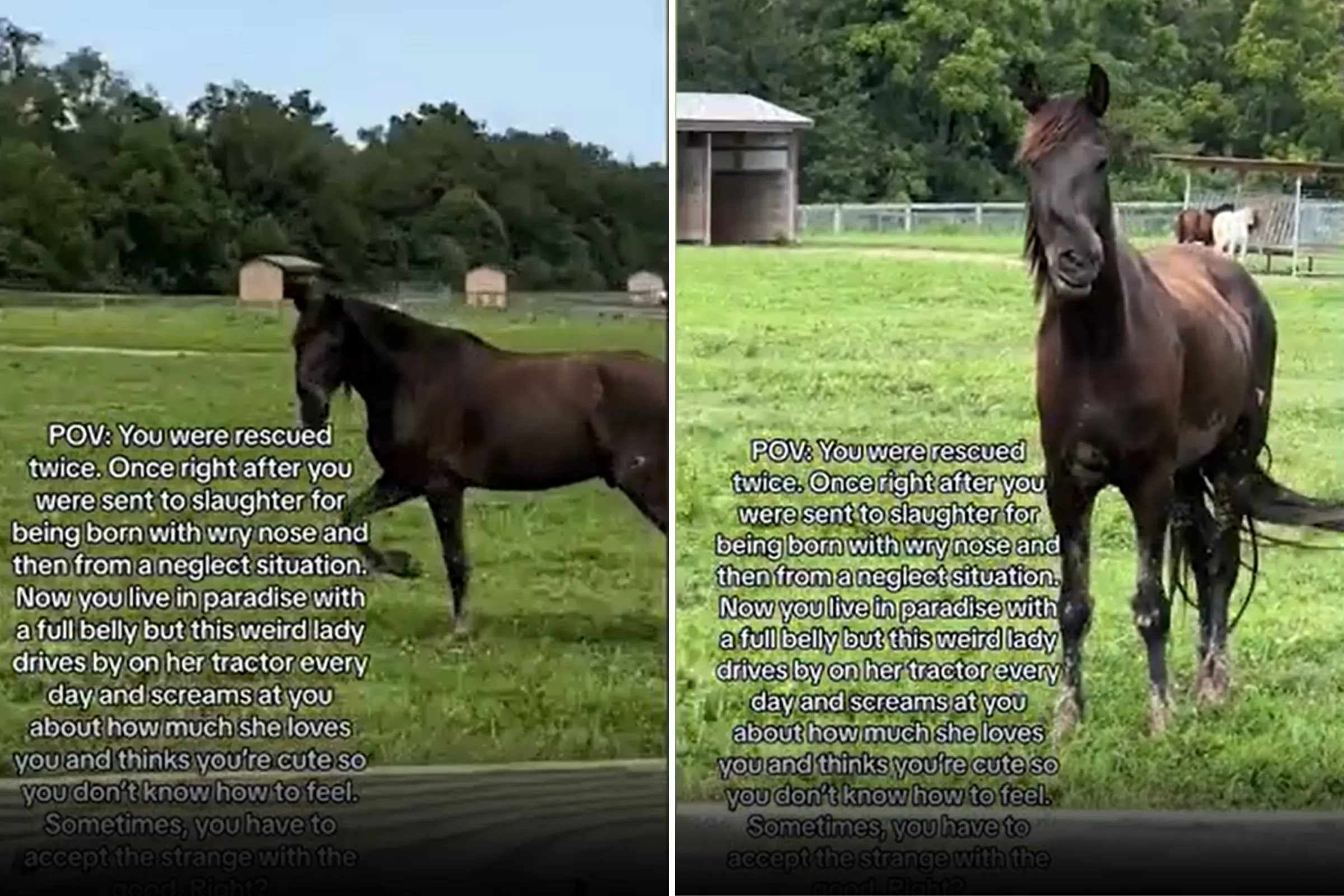 Wonky-Nosed Horse Sent To Slaughter Because 'Nobody Wanted Him' Is Rescued - Vimarsana News