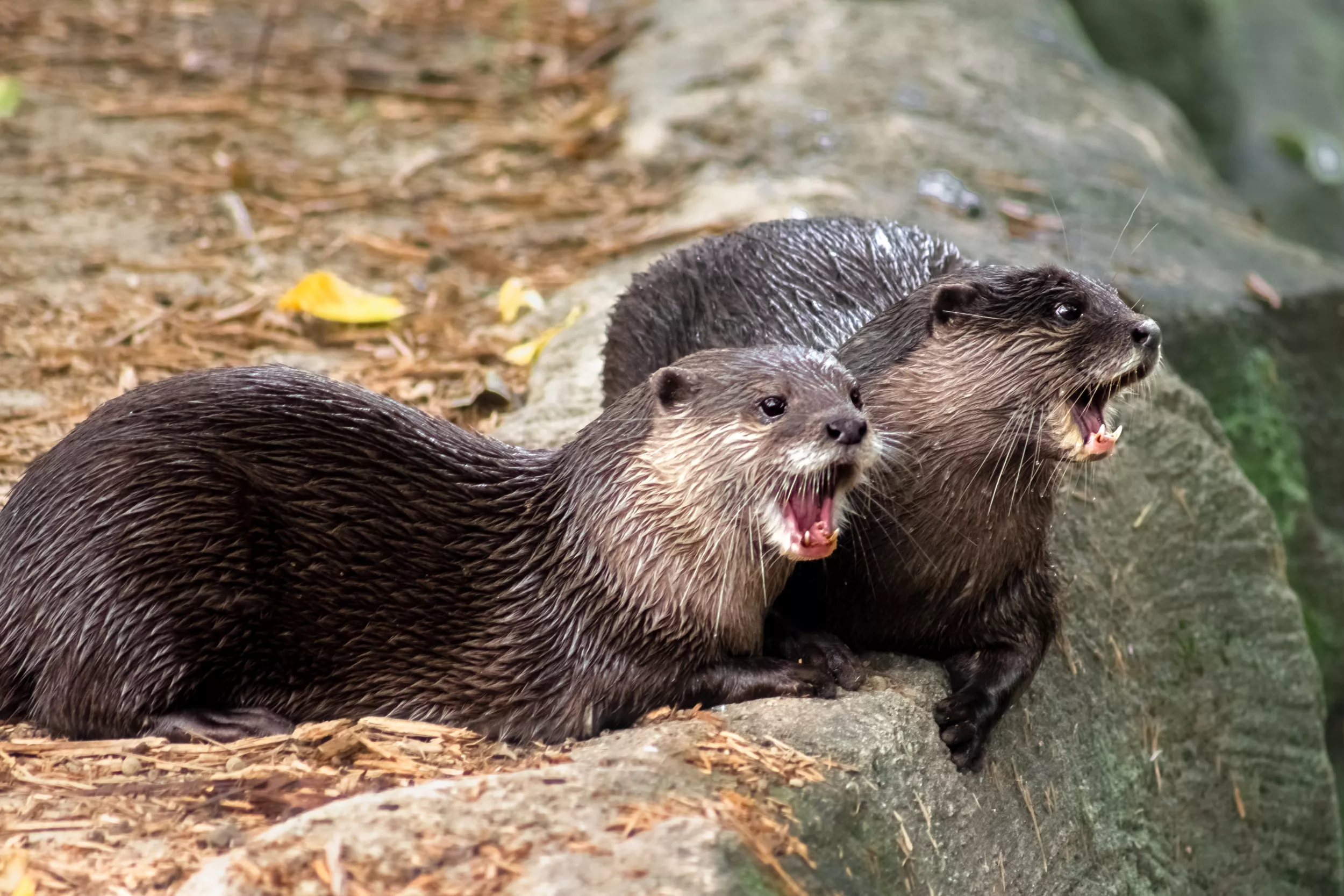 Otters 'Working Together' Attack Woman: 'I Felt This Bite on My Butt' - Vimarsana News