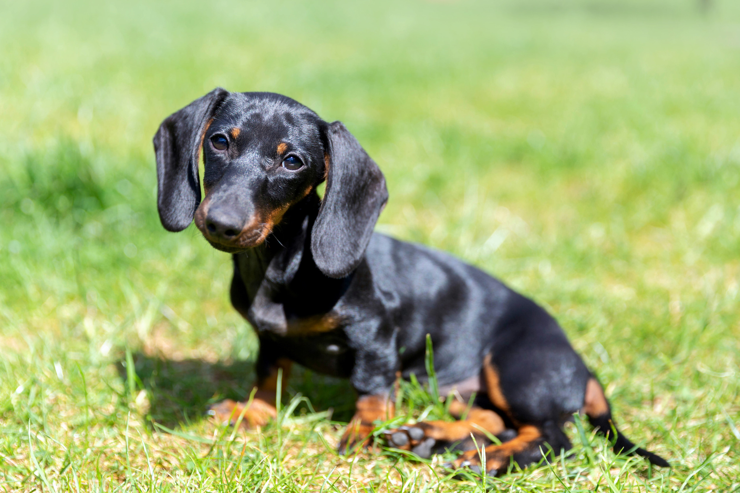 Hearts Melt as Dachshund Uses Ladder to Watch UPS Driver Over Fence