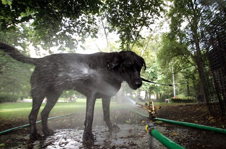 Dog beats the heat
