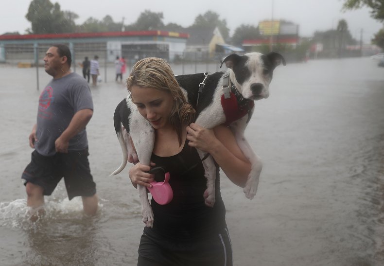 Pet escape during hurricane harvey