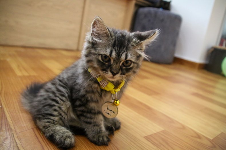Indoor cat