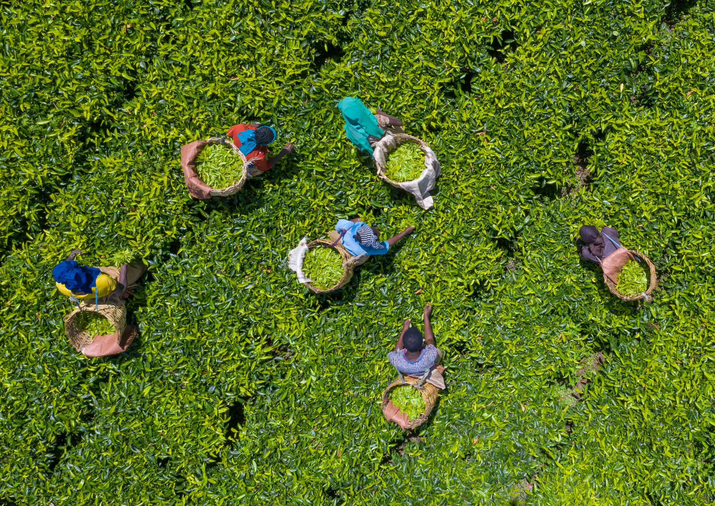 Gender Equality Must Be at the Heart of Climate Action - Vimarsana News