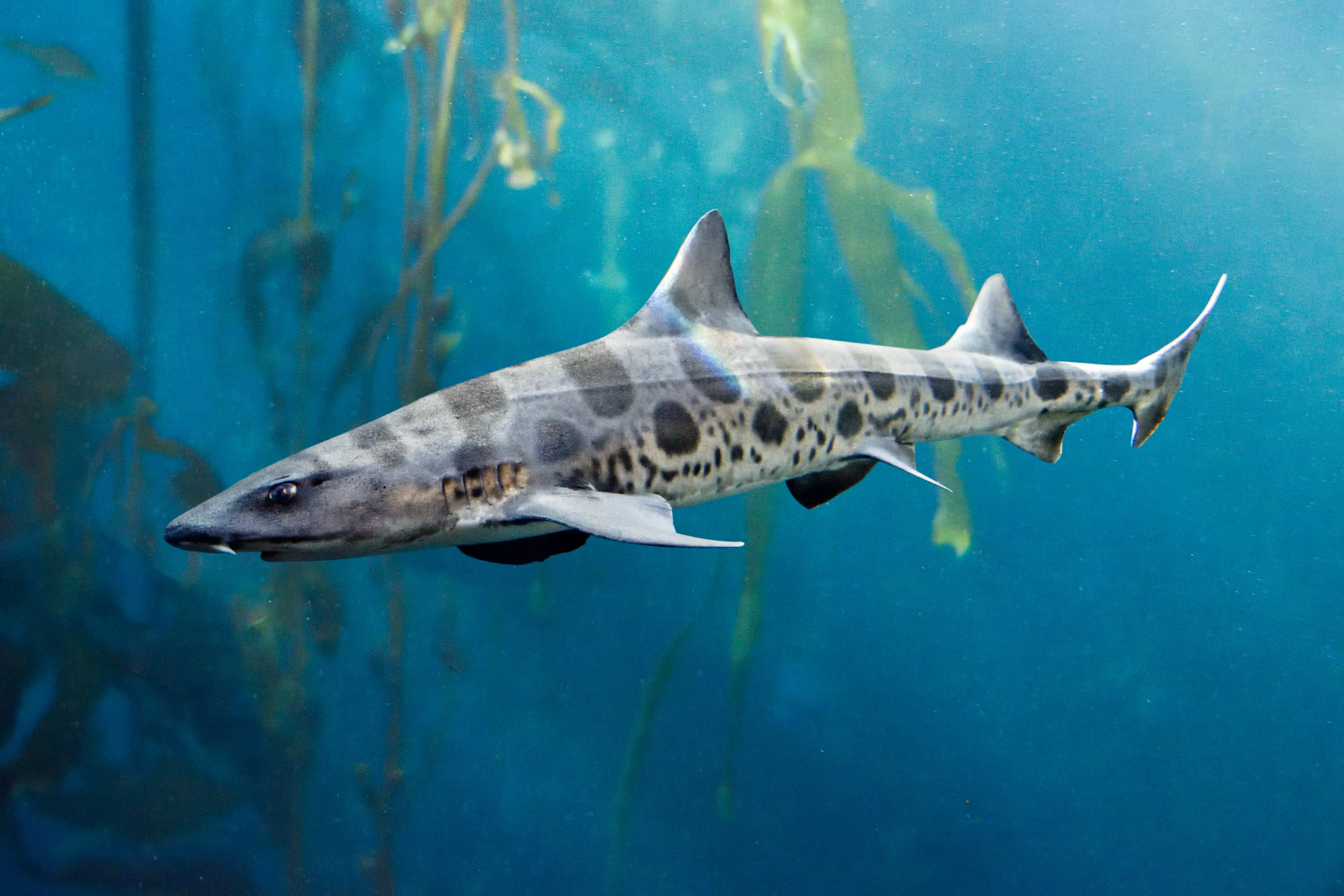 Hundreds of Pregnant Sharks Gather in California During Hilary - Vimarsana News