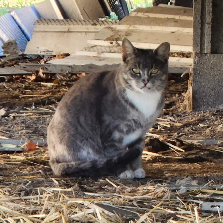 The Prison Ruled by Cats Newsweek