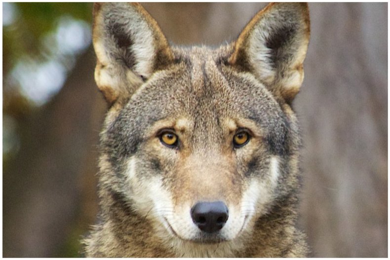 Photo of a red wolf