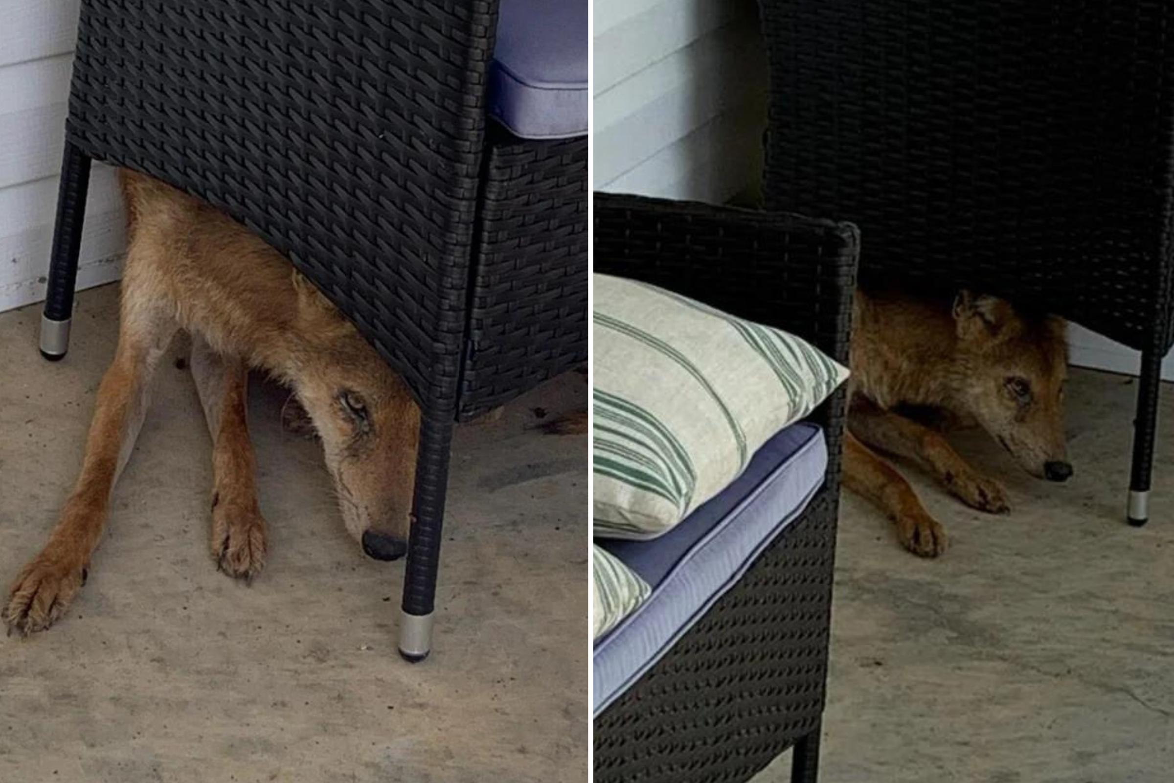 Mississippi Man Finds Coyote on Porch, People Tell Him to Shoot It