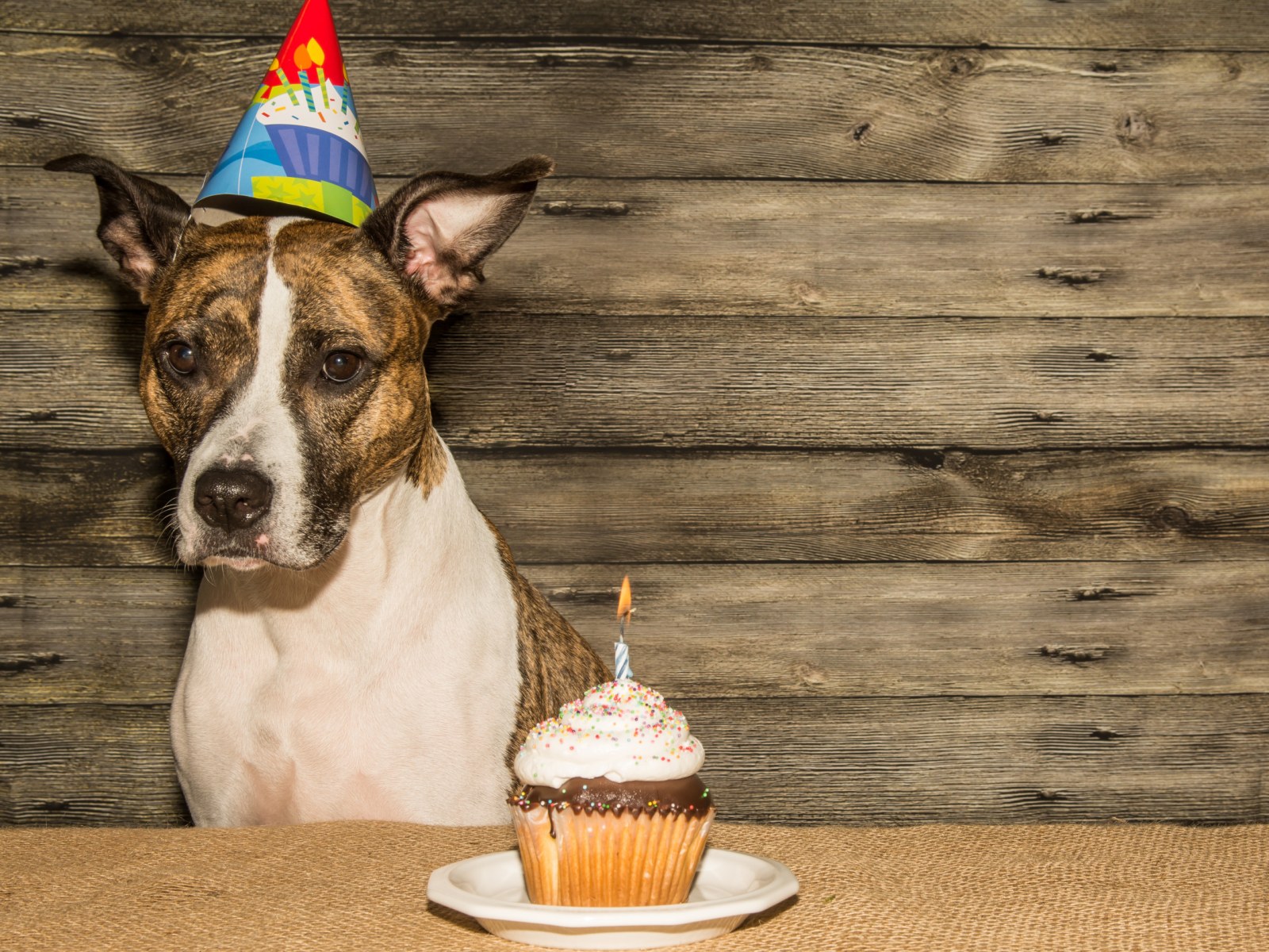Millions Left in Hysterics Over Dog's 'Awkward' Reaction to Birthday Song