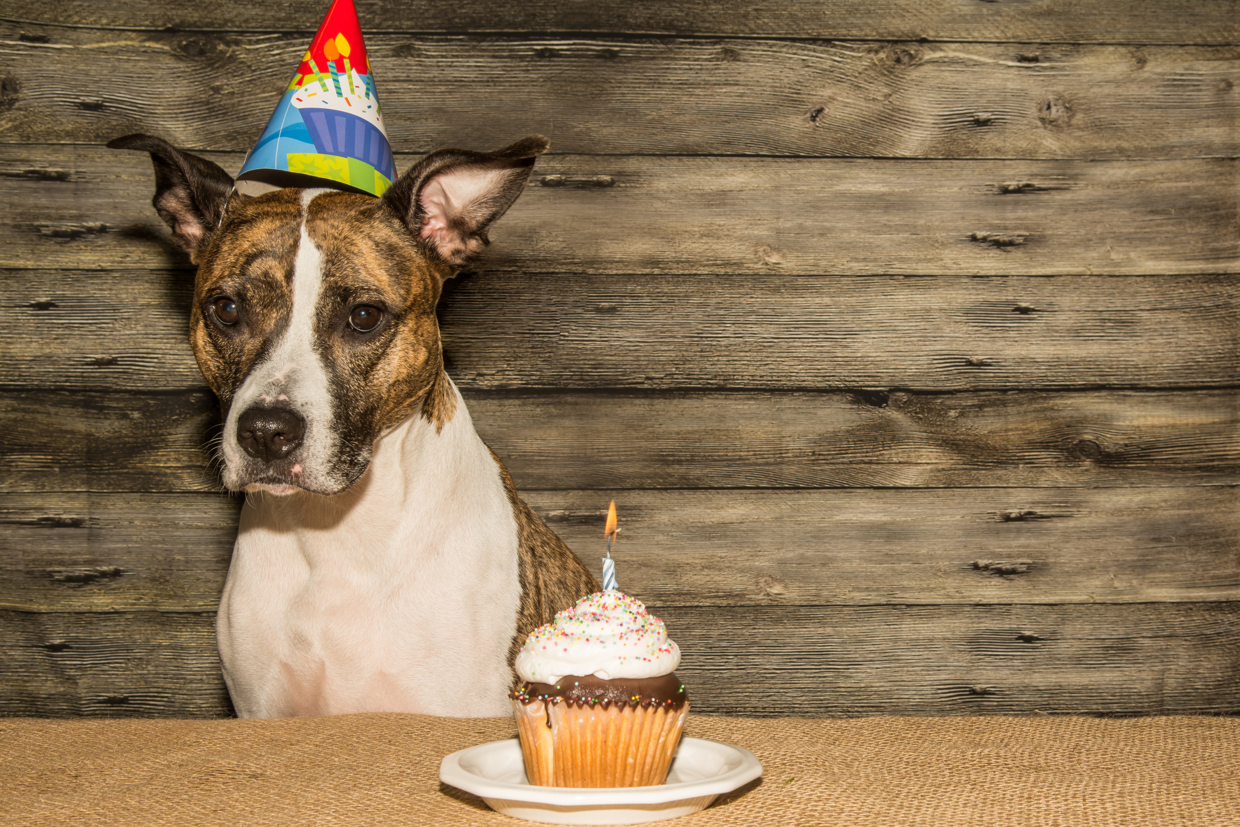 Millions Left in Hysterics Over Dog's 'Awkward' Reaction to Birthday Song