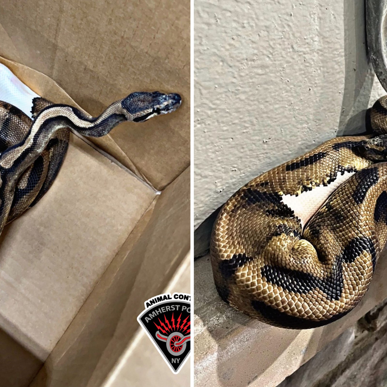 Nucular Ball Python Nuclear Spinner Ball Python
