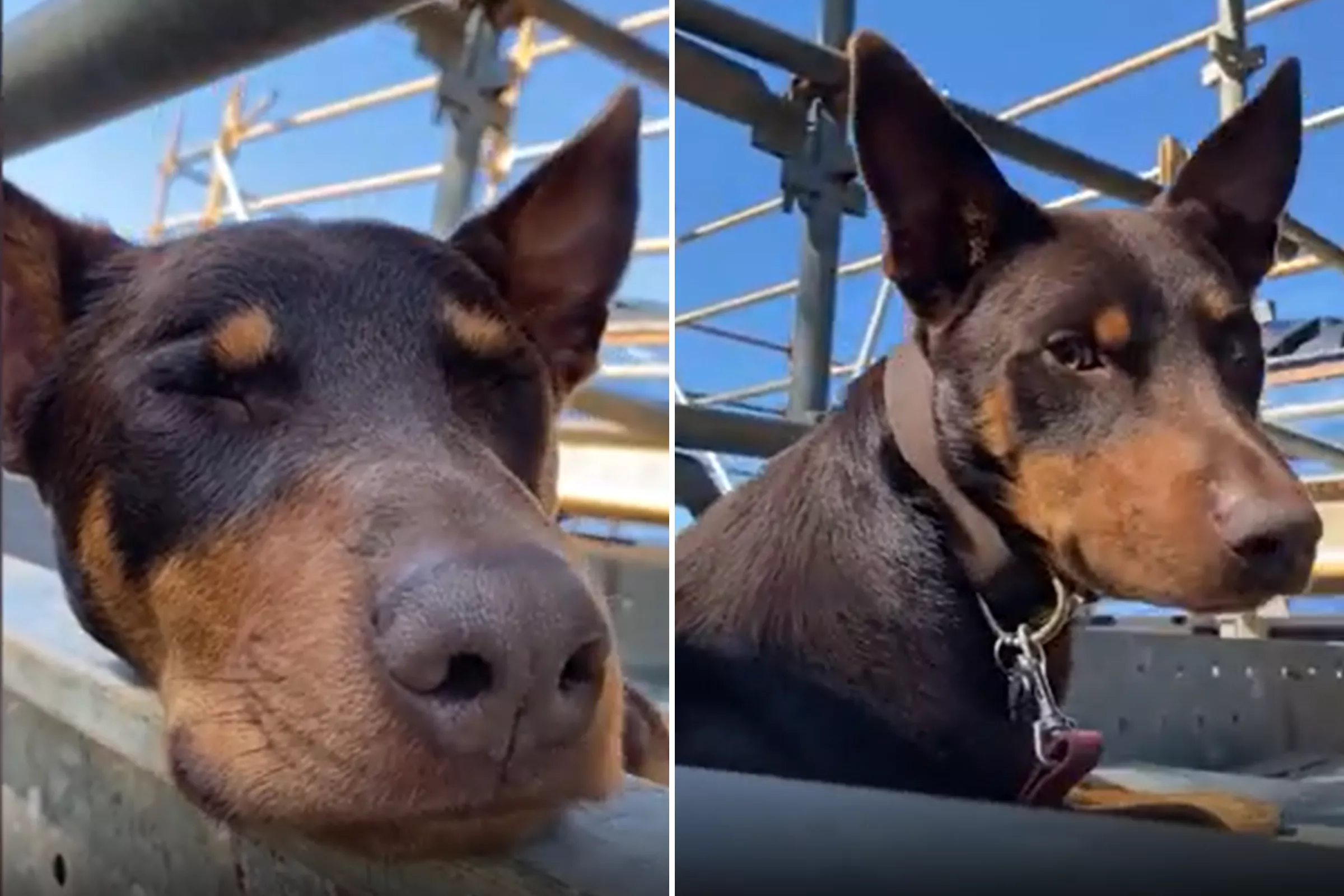Snoring Dog Is Caught Taking a Nap While on the Job: 'Hardly Working' - Vimarsana News