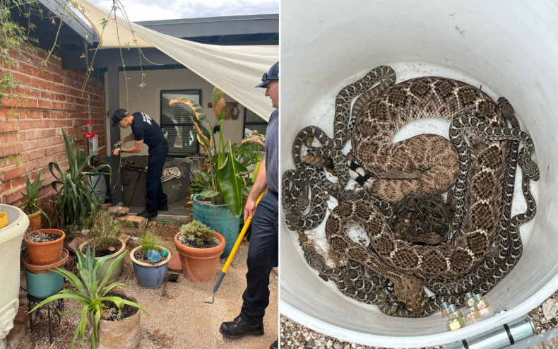 The rattlesnakes discovered near an Arizona property.