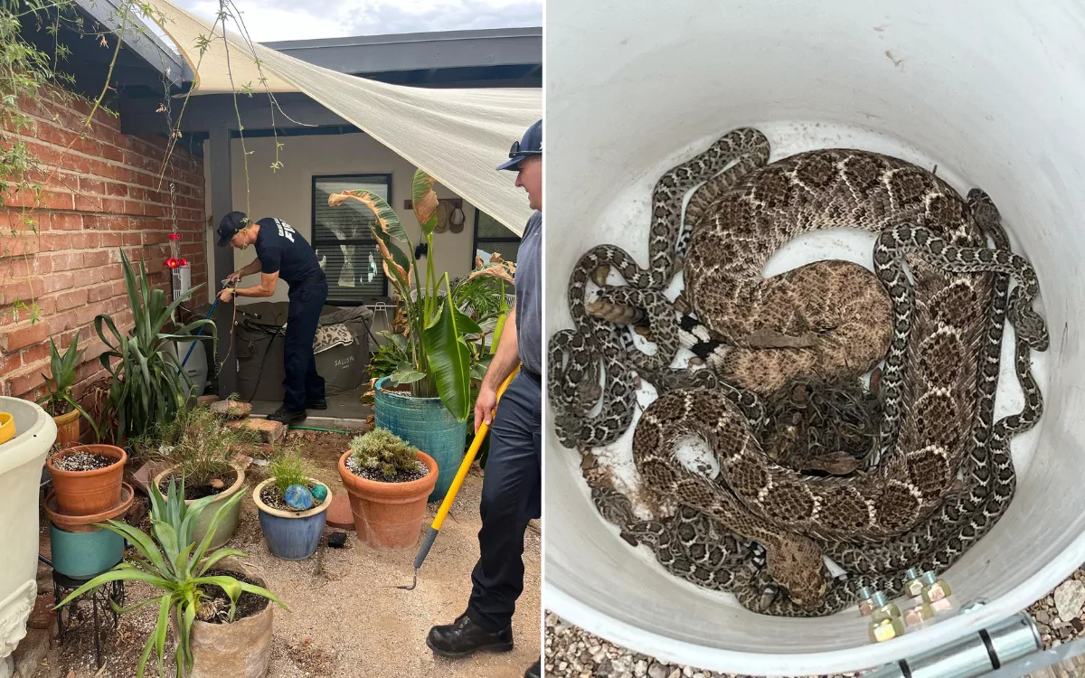 Horror As Den of Deadly Rattlesnakes—Including 9 Babies—Found Outside Home - Vimarsana News