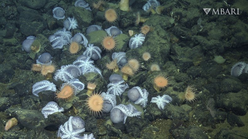 Octopus garden