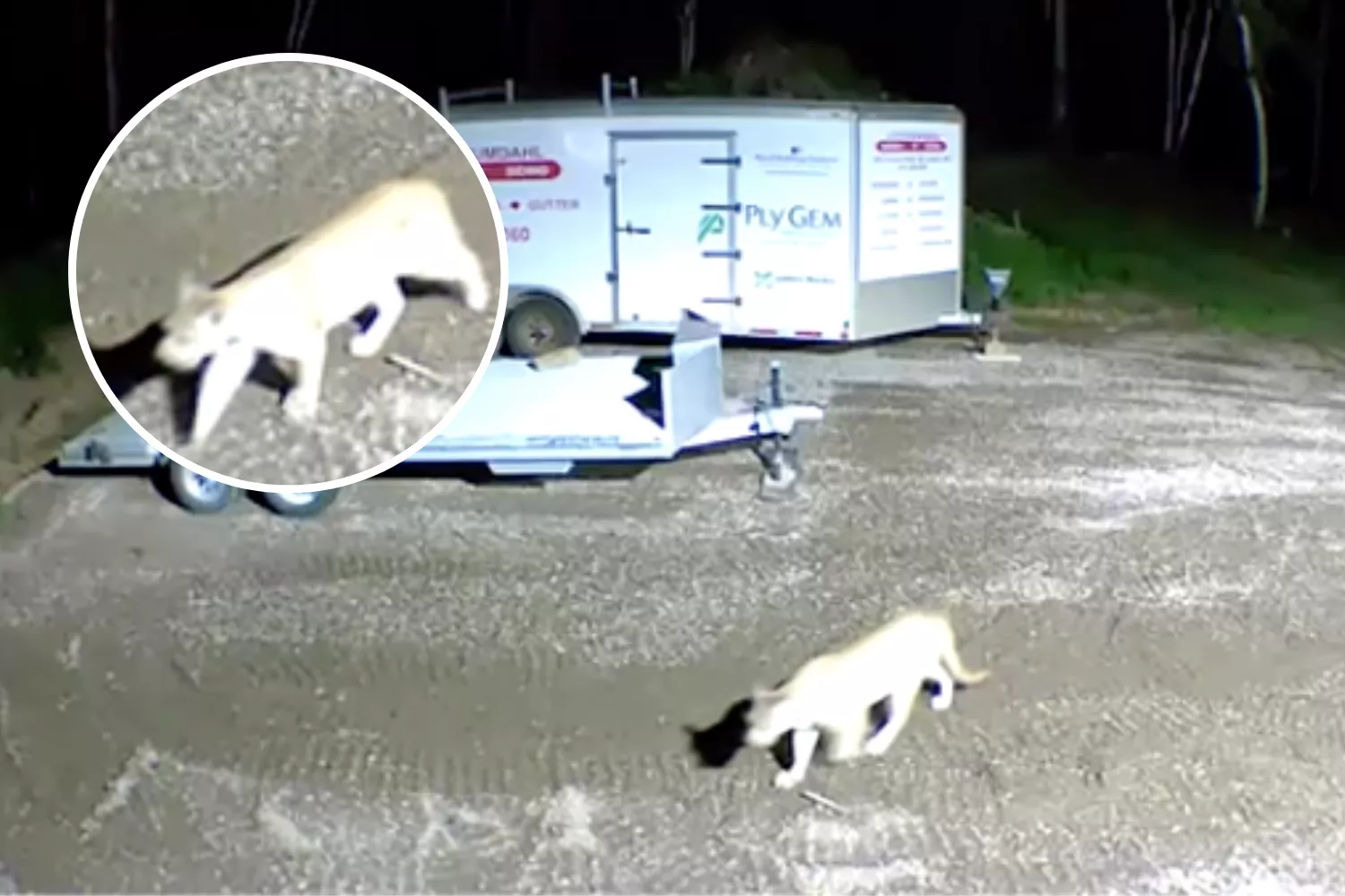 Mountain Lion Seen Walking Through Yard As 2 Other Big Cats Spotted—'Crazy' - Vimarsana News