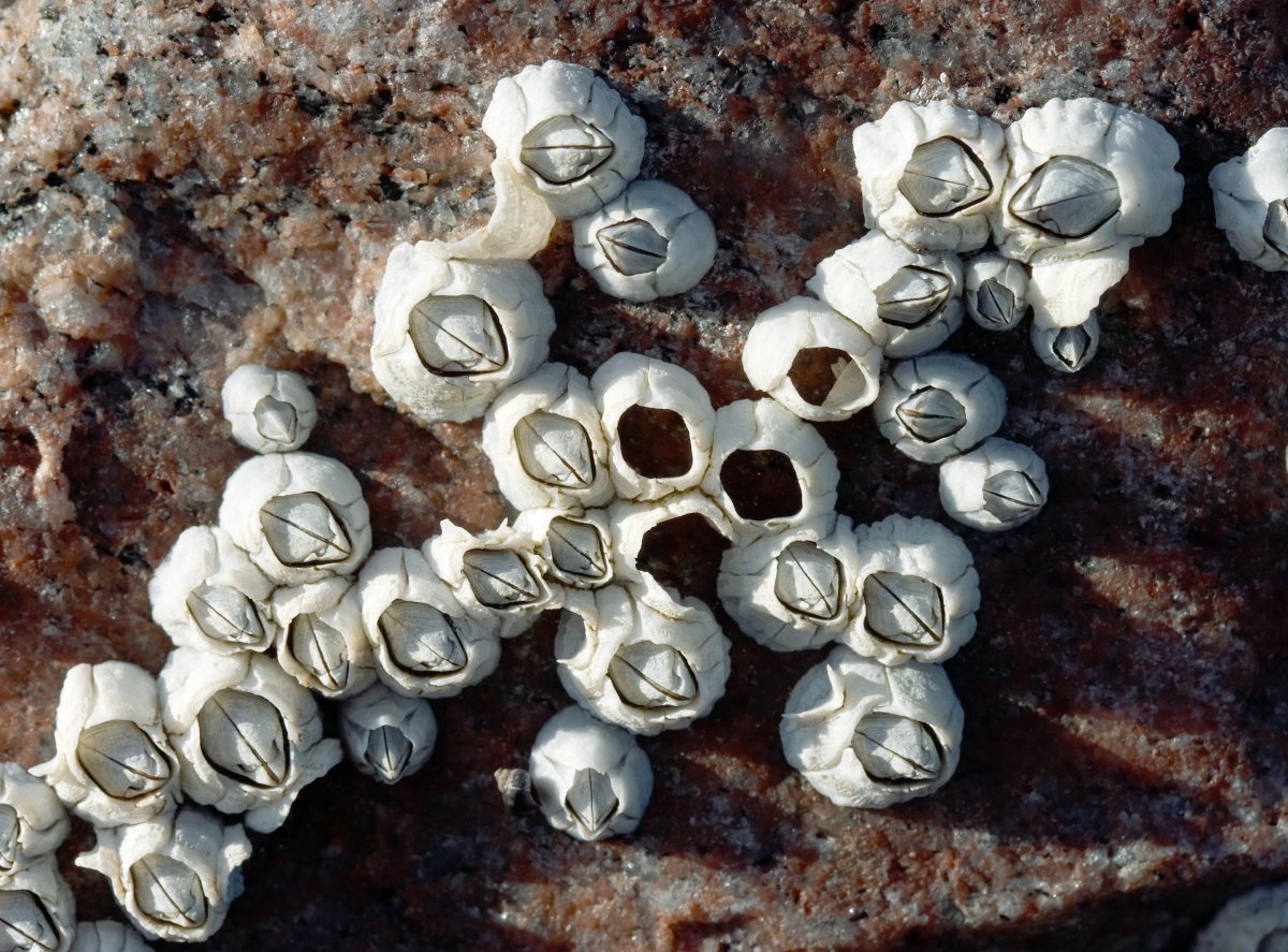 barnacles