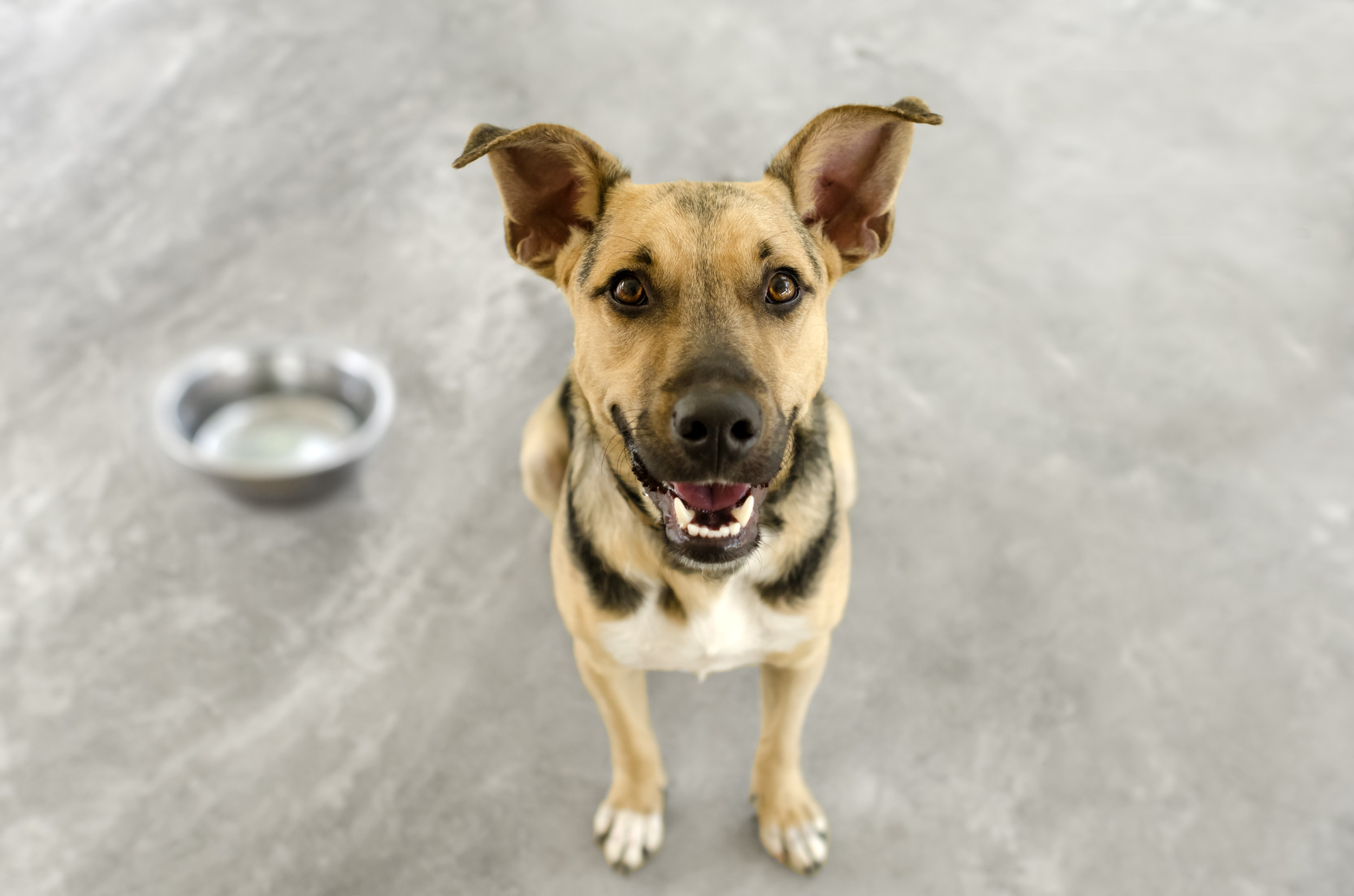 Dog clearance food dance