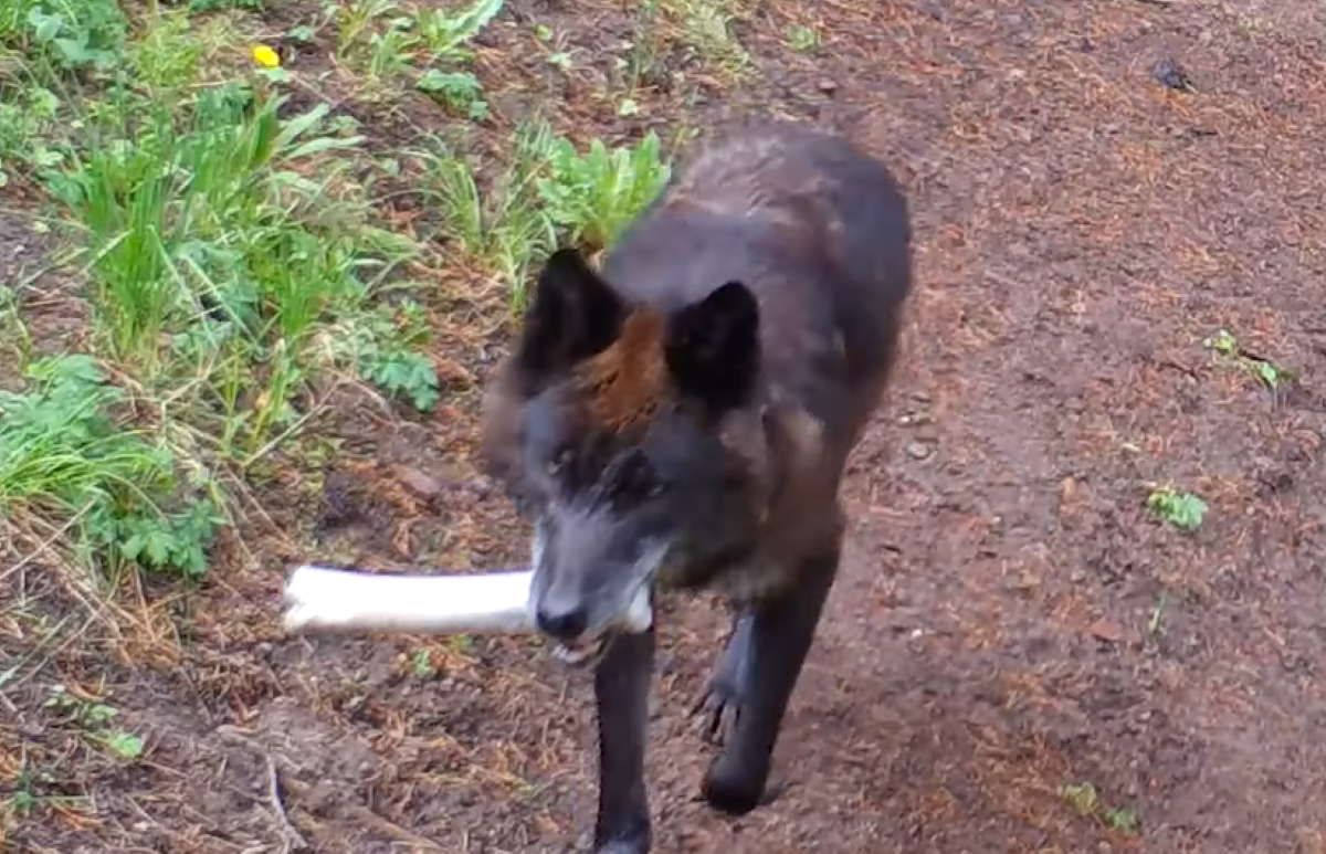 Wolves Bring 'Toys' to Their Pups in Touching Yellowstone Video - Newsweek