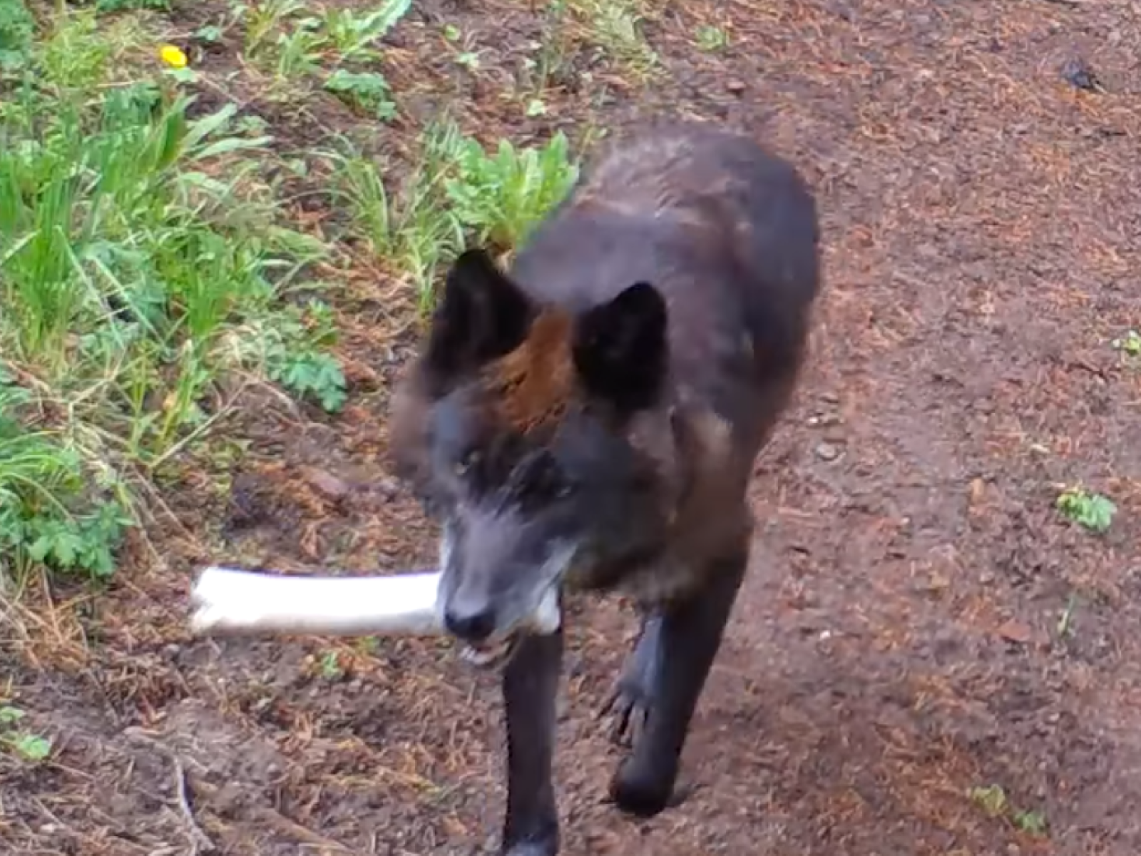Wolves Bring ‘Toys’ to Their Pups in Touching Yellowstone Video