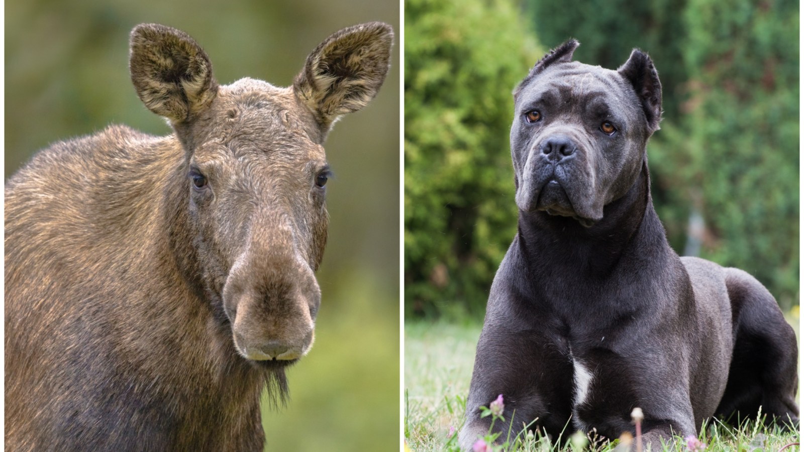 Cane Corso puppies for sale near me