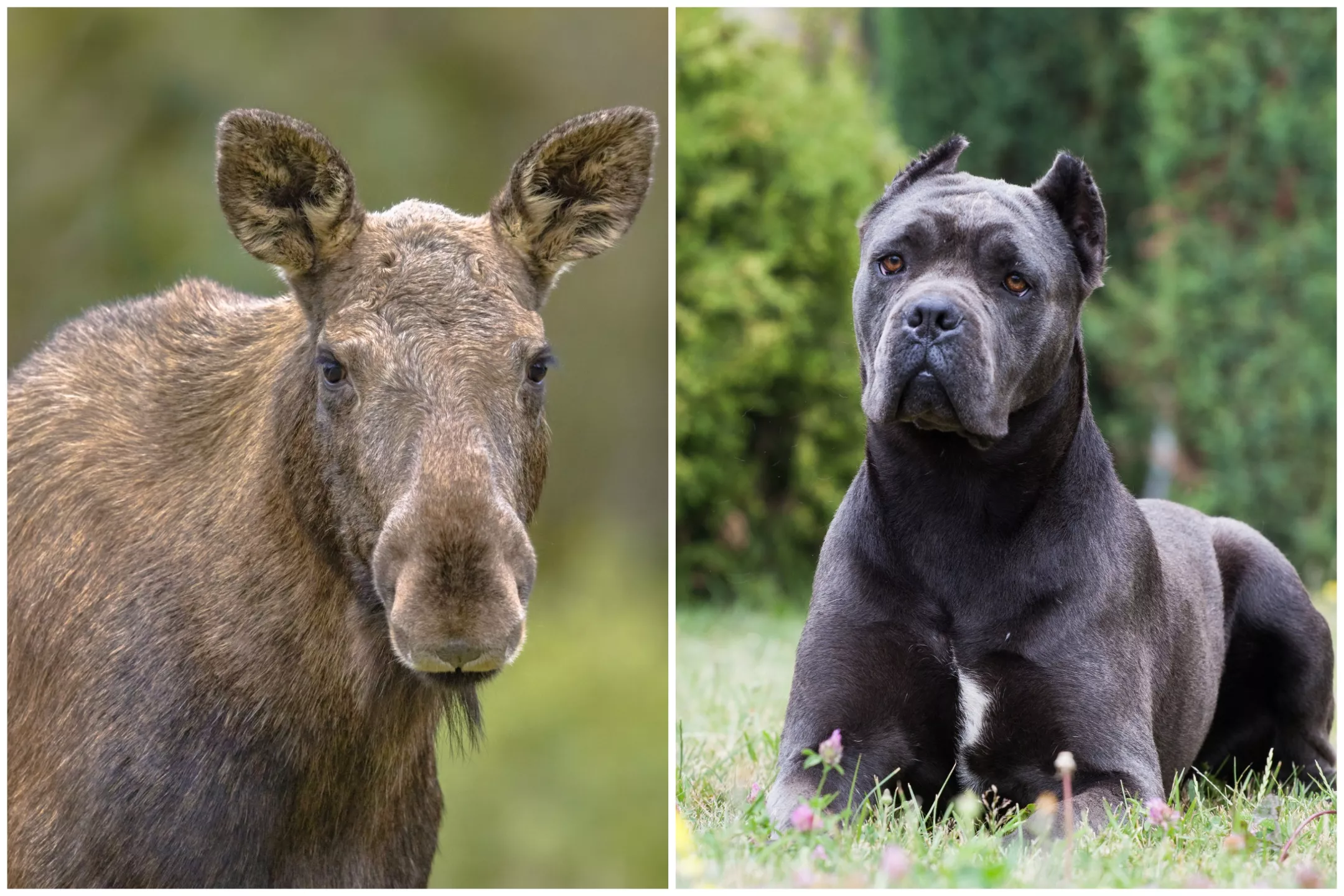 Internet Holds Its Breath as Cane Corso Comes Face-to-Face With Huge Moose - Vimarsana News