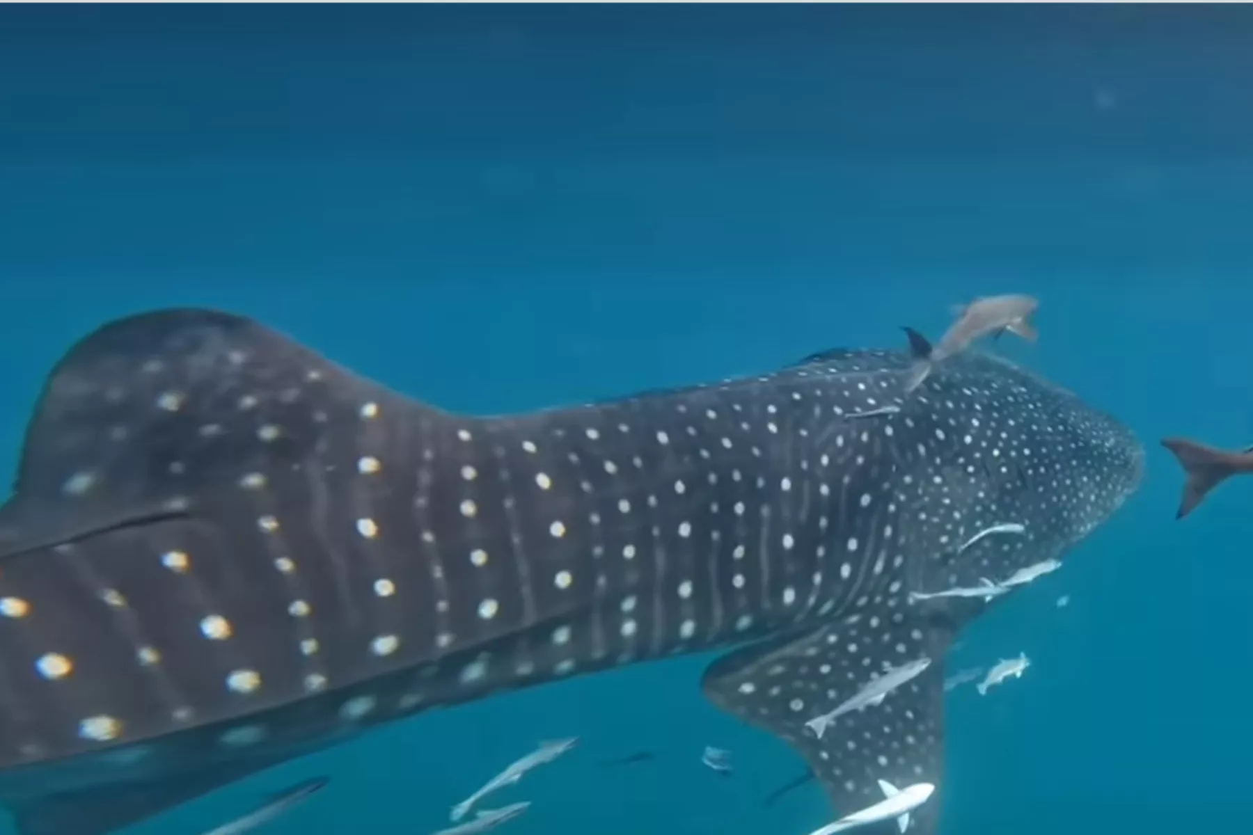 World's Largest Fish 'Freaking Out' Fishermen off Texas Coast - Vimarsana News