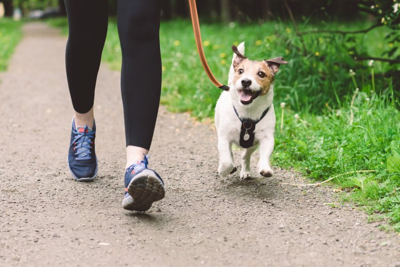 Cane a passeggio
