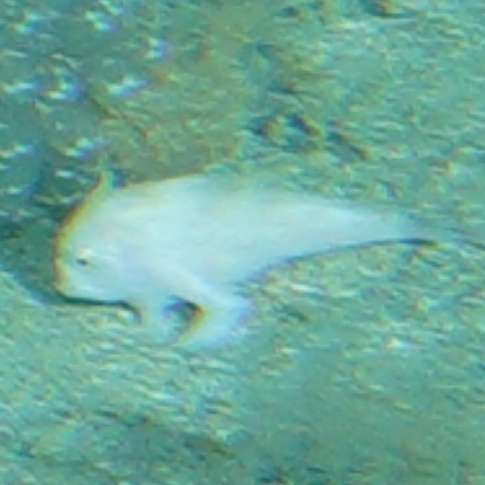 Rarest Fish