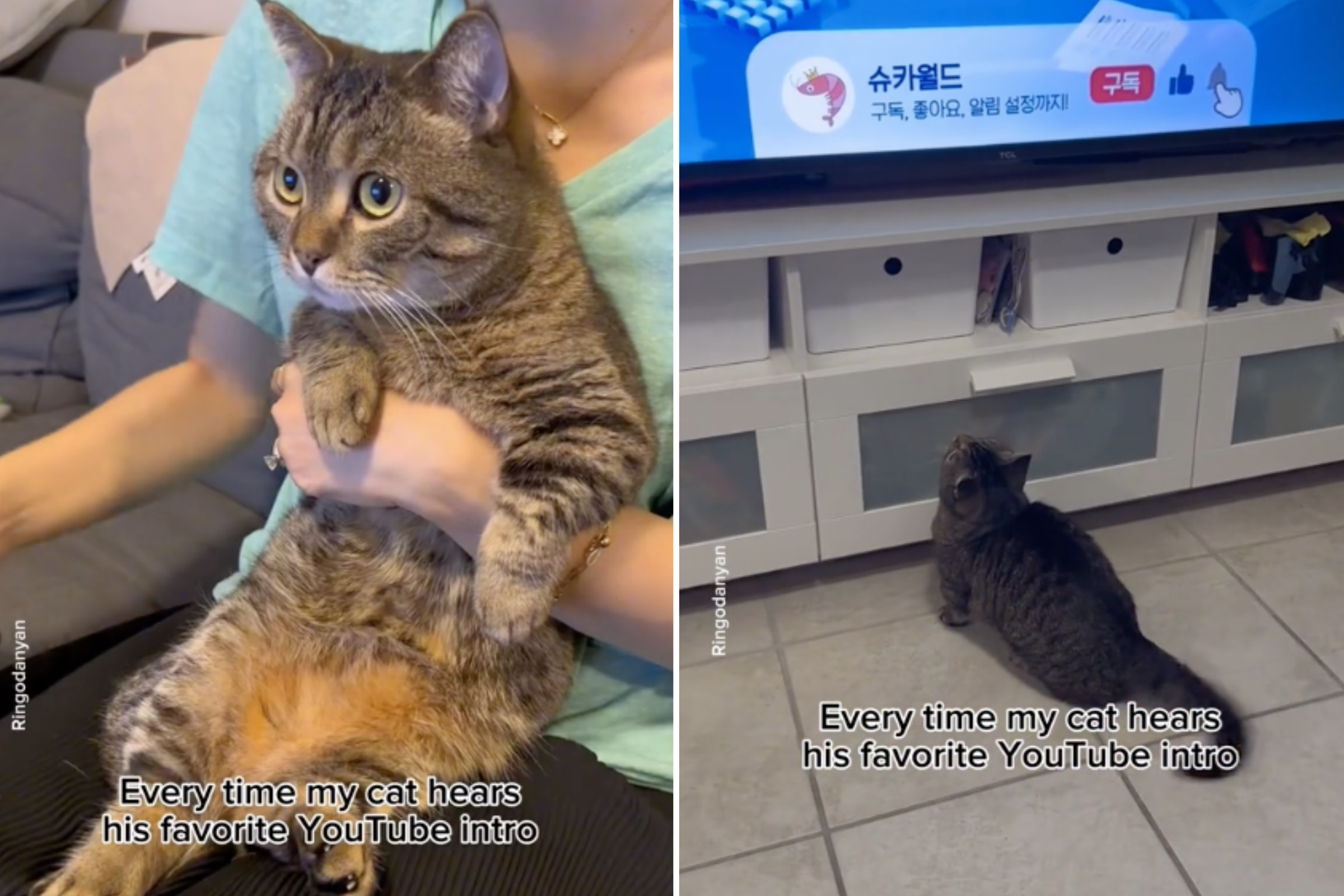 Cat's Grumpy Reaction to Owner Dancing Amuses Internet: 'Not Having It