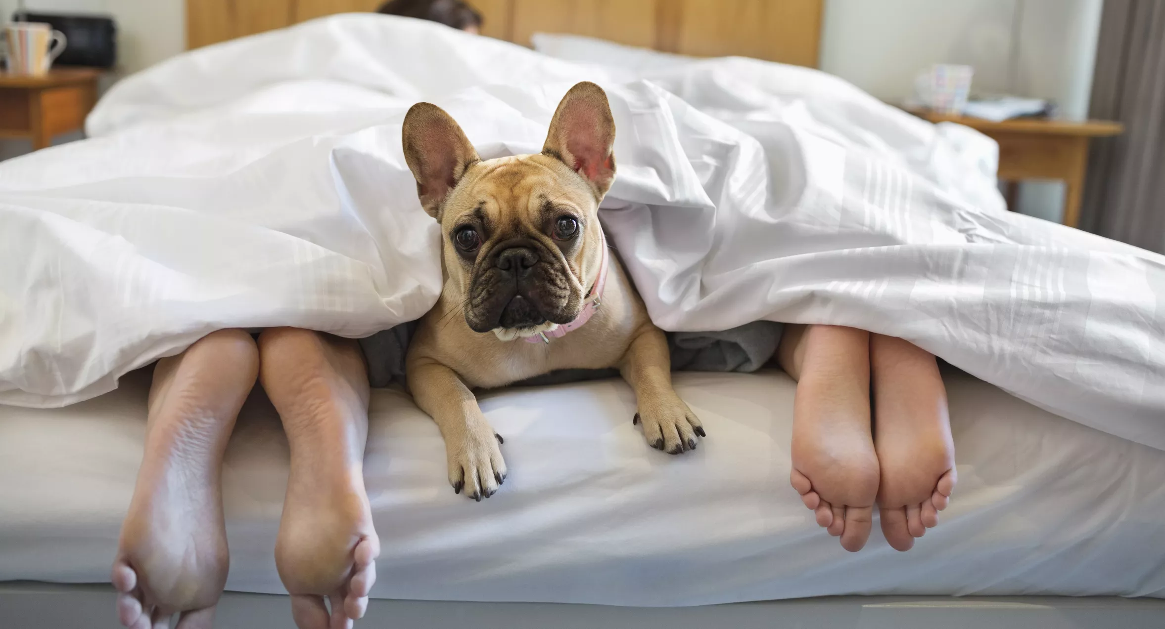 The Dangers of Sleeping With Your Dog, According to Animal Behaviorist - Vimarsana News