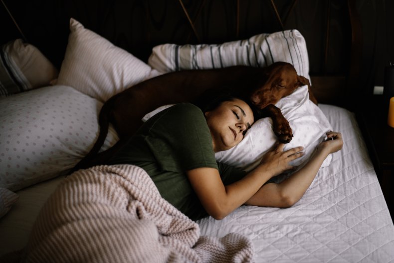 dog in bed