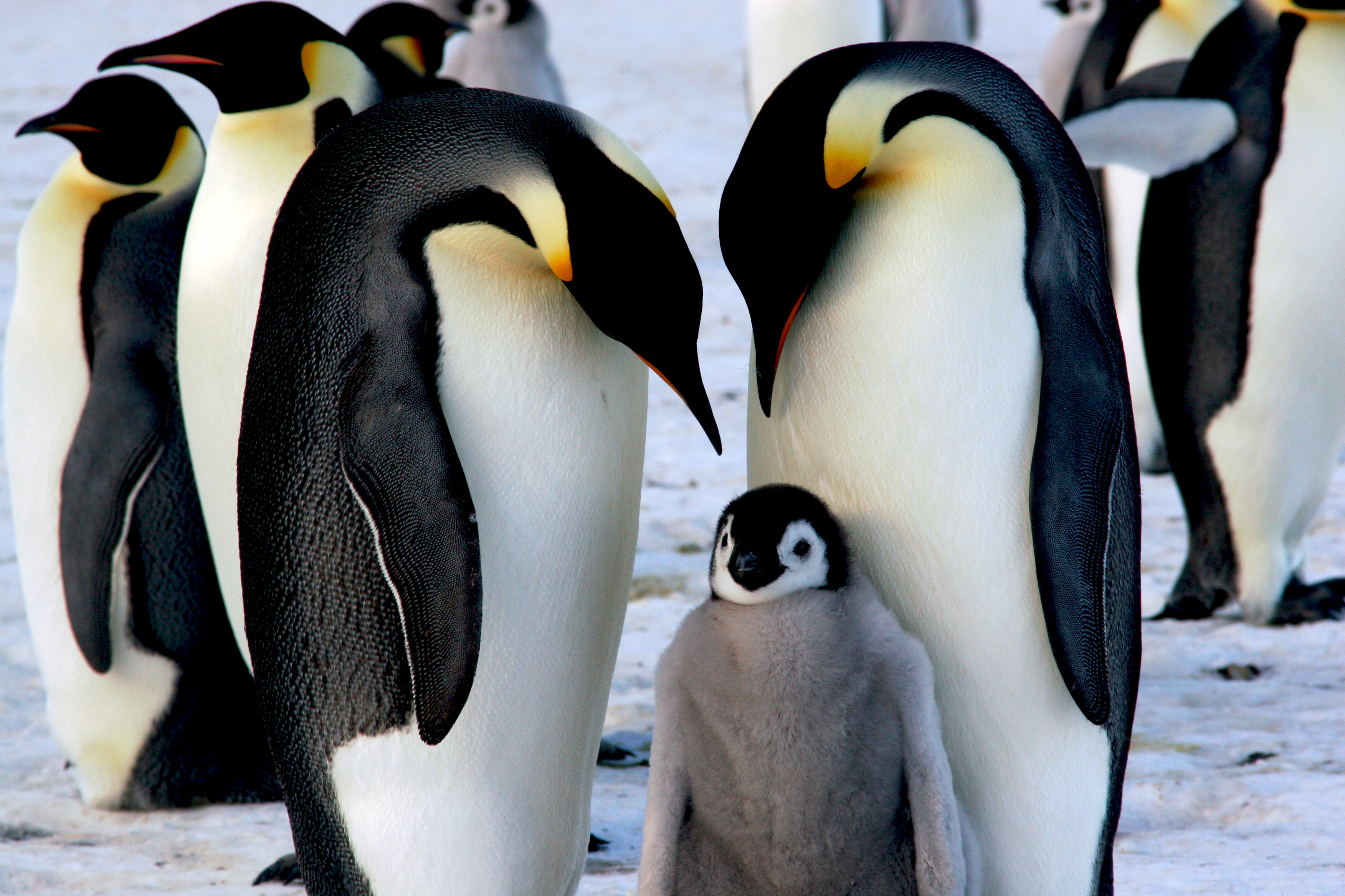 Emperor penguins are failing to breed