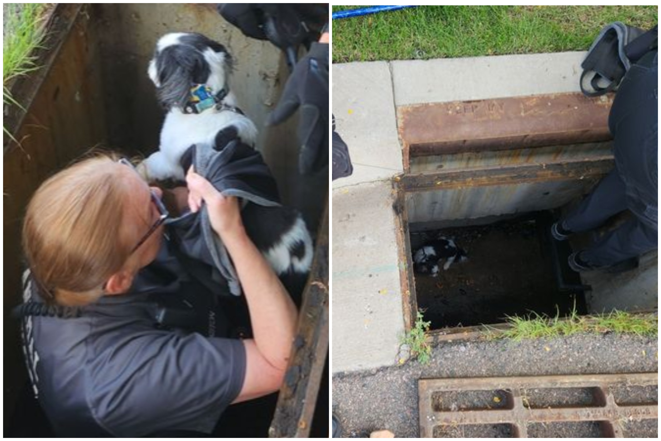 Joyous Moment Blind Dog Is Saved After Falling Down Storm Drain Newsweek