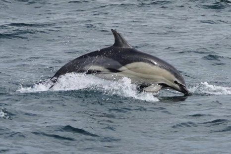 breaking news english dolphin tourism
