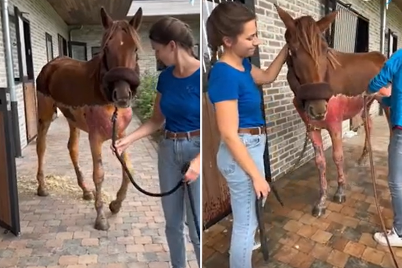 Leggenda il cavallo dopo aver subito ustioni