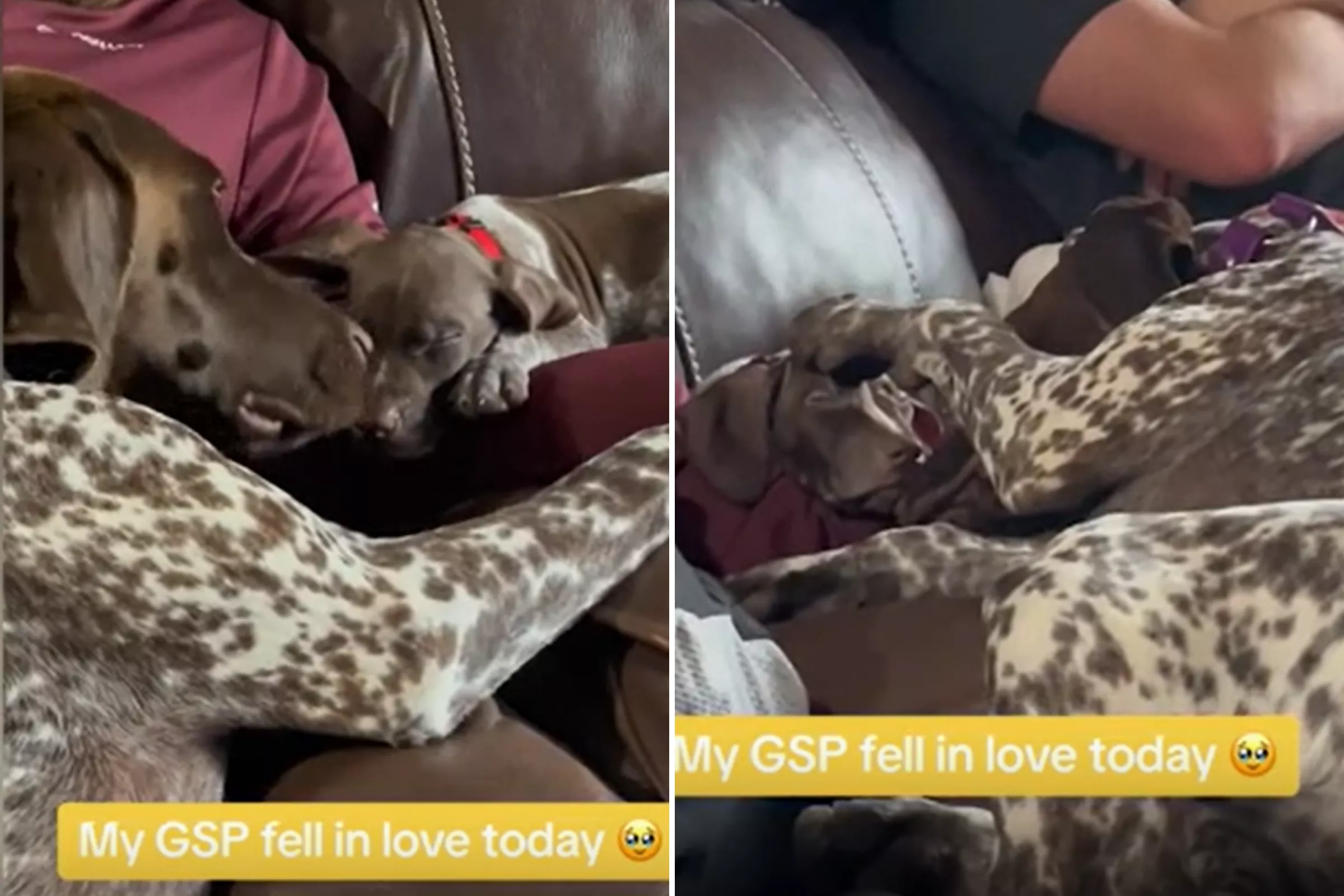 Watch as Dog Falls in Love With Friend's Puppy: 'Wants to Keep Him' - Vimarsana News