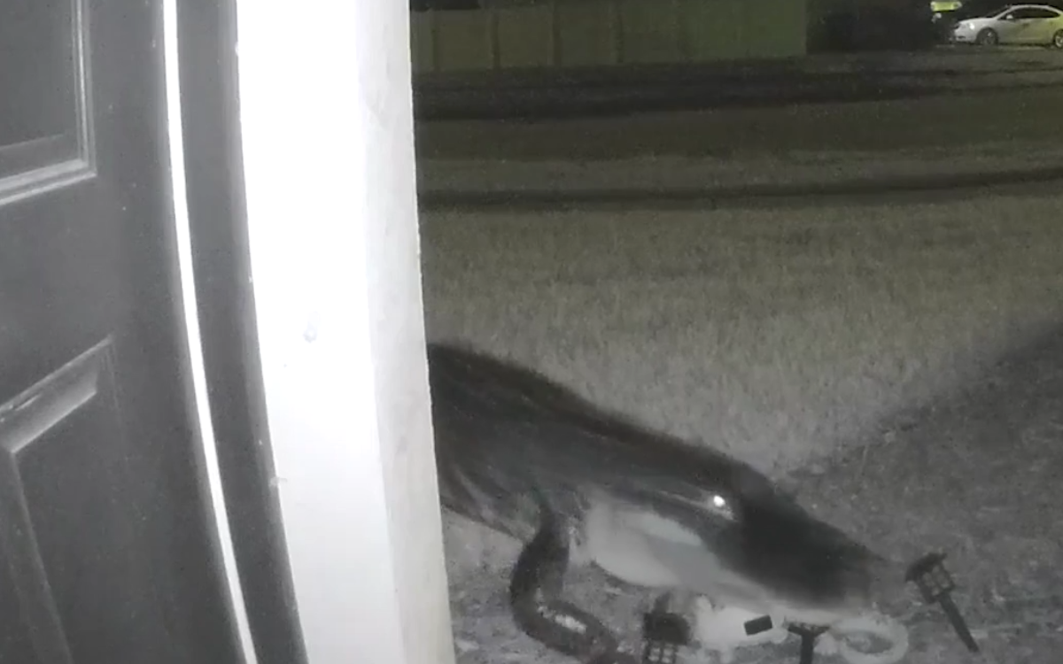 Watch The Scary Moment Homeowner Catches An Alligator Lurking By Front Door