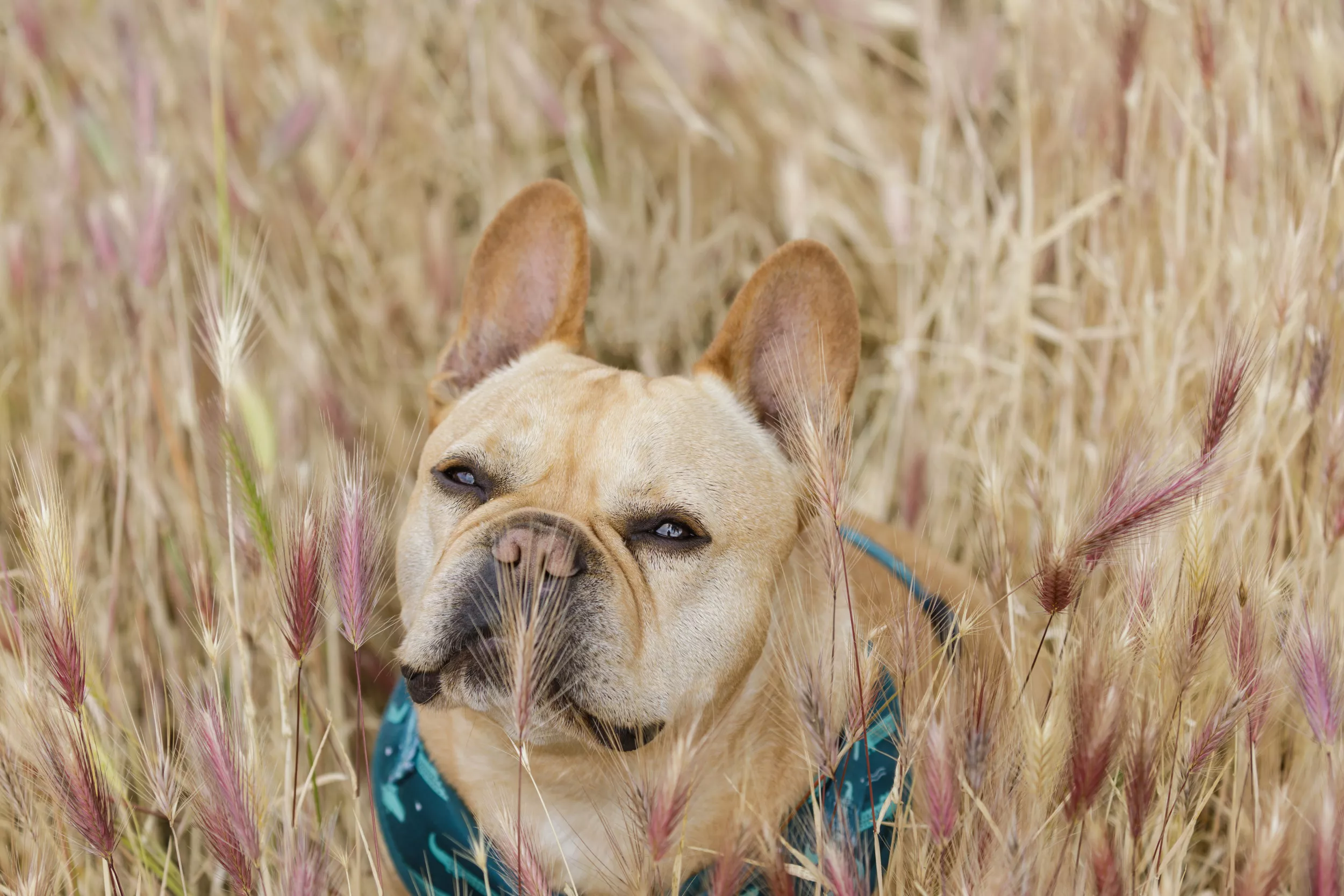 The Fatal Plant You Should Avoid on a Dog Walk To Protect Your Pet's Life - Vimarsana News