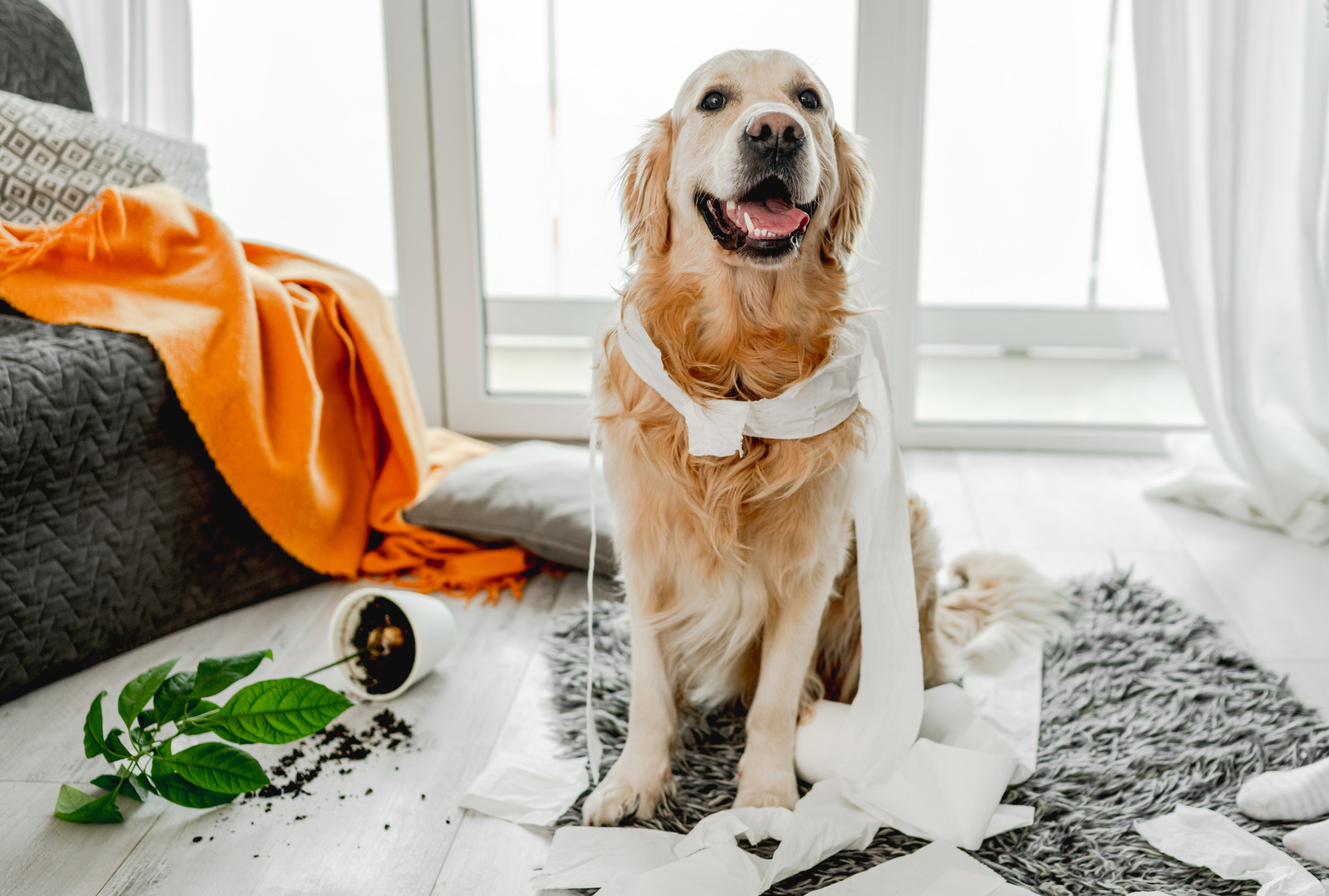 Destructive hot sale golden retriever