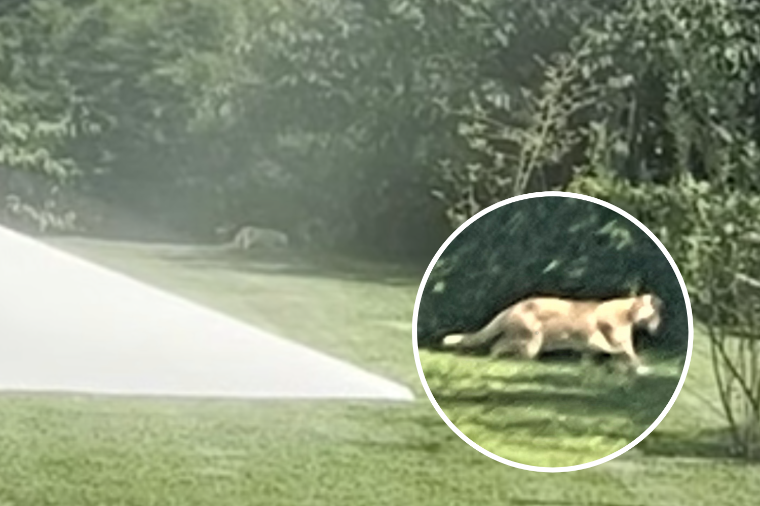 Warning As Footage Appears To Show Mountain Lions Roaming Pennsylvania 