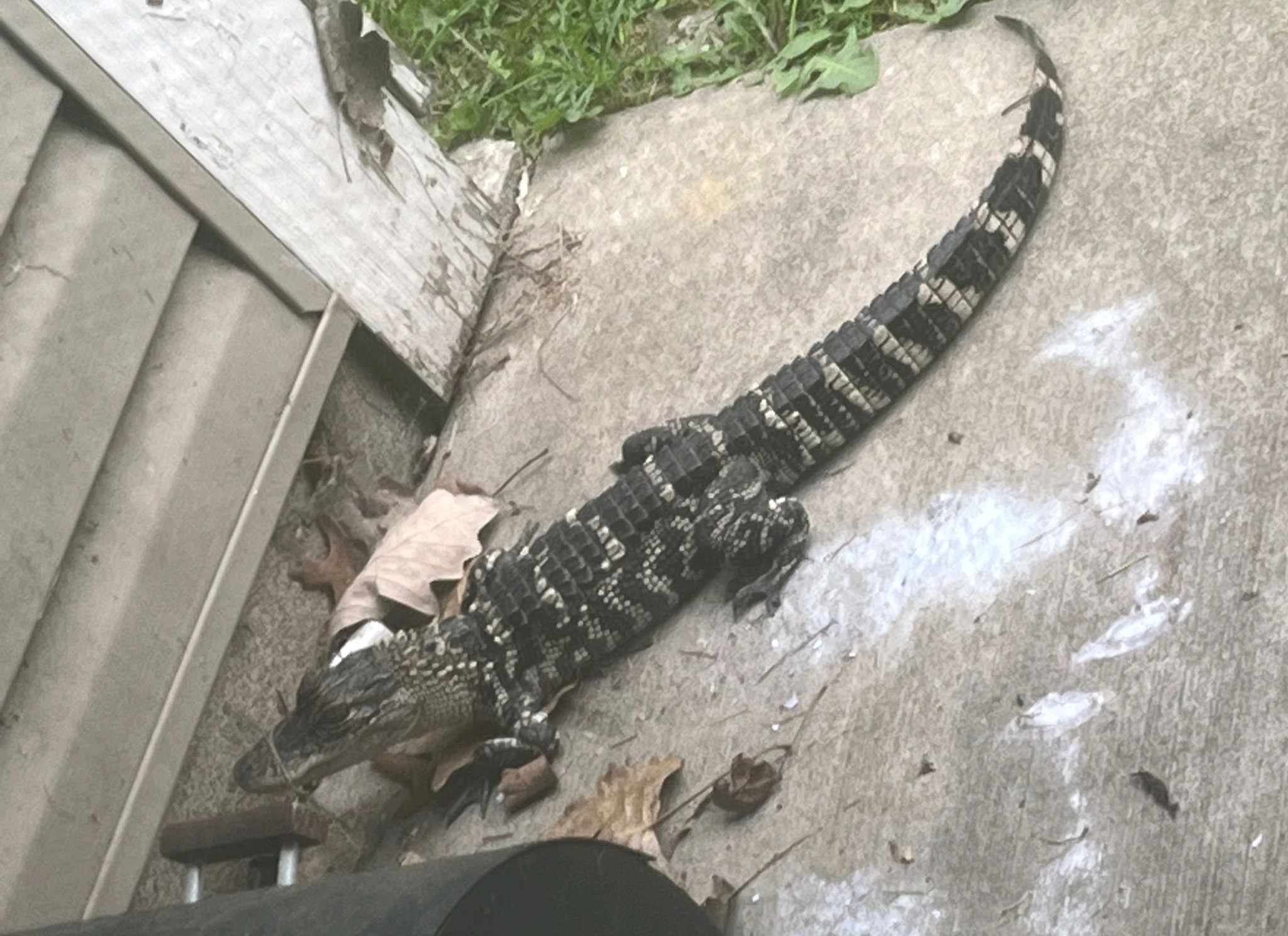 Woman Calls Police Over Huge Alligator on Her Patio