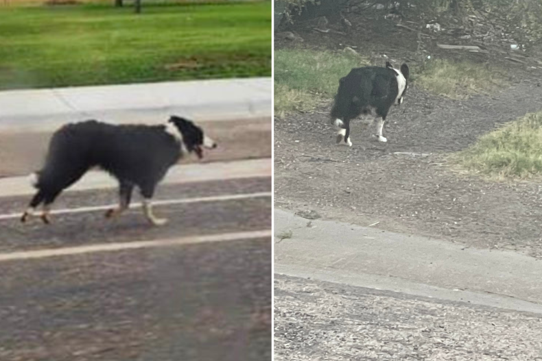Avvistamenti di cani scomparsi