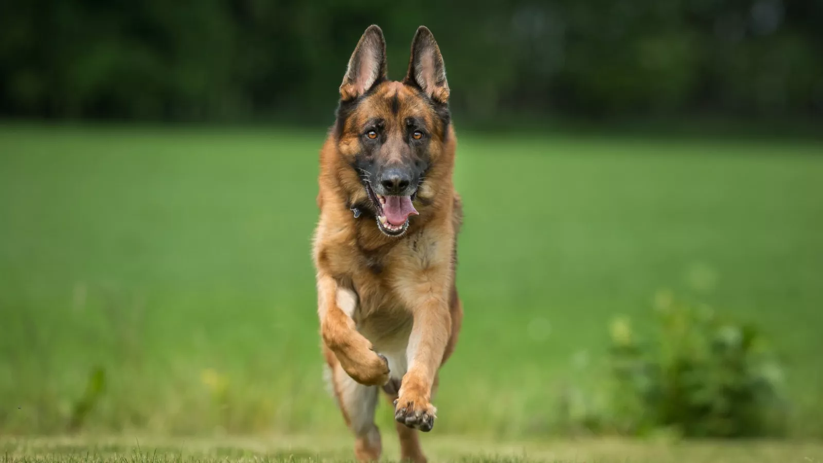 German shepherd deals running