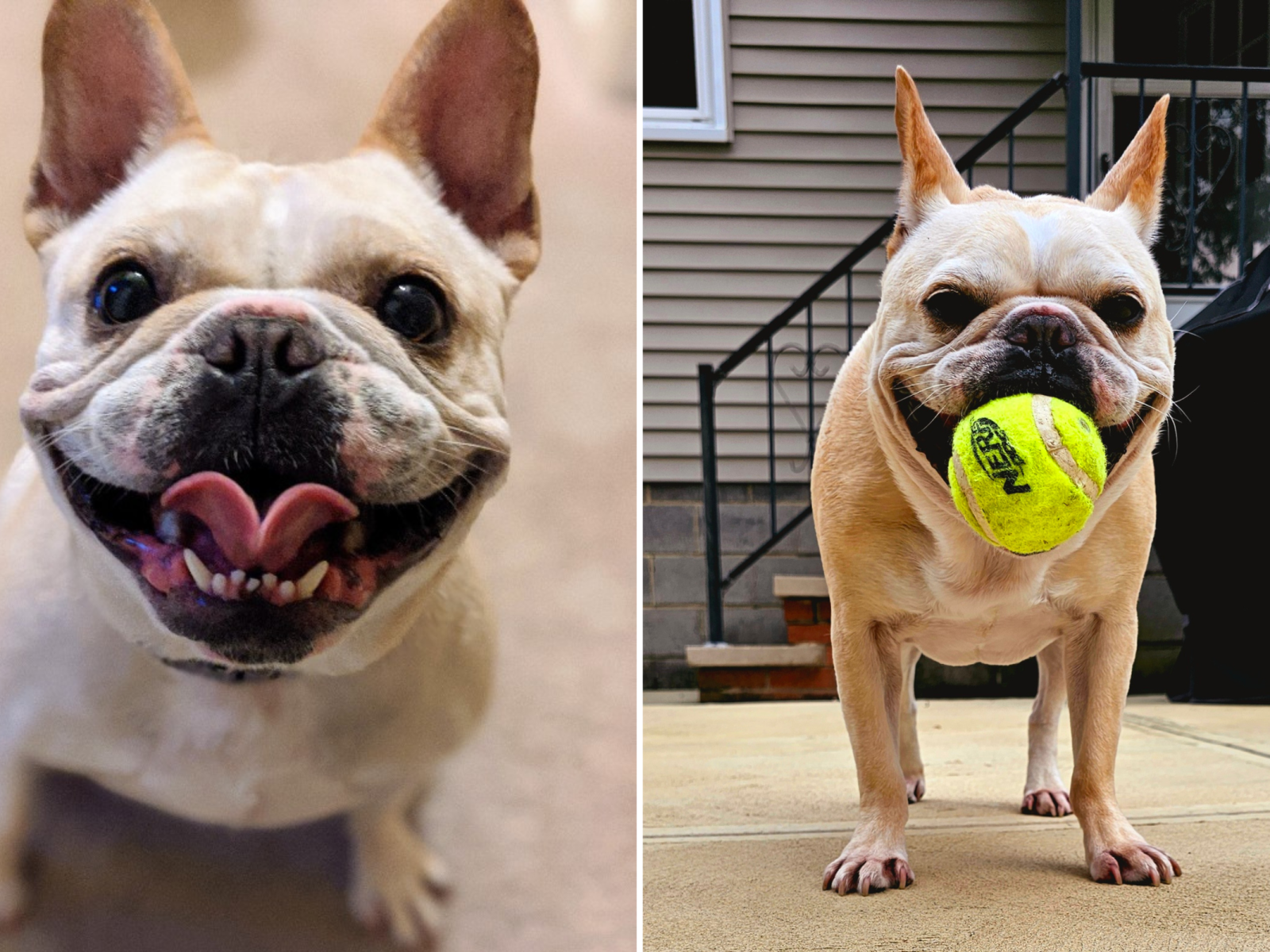 French bulldog top tennis ball
