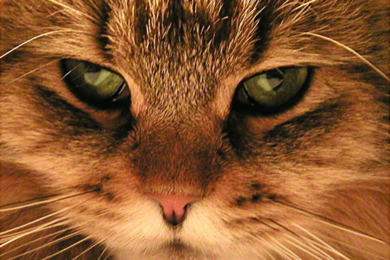 Misu the cat
