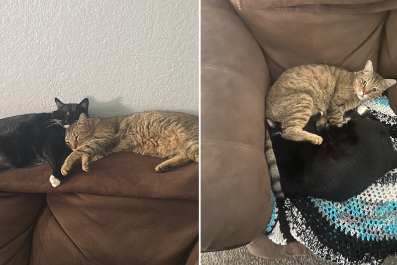 Pebbles and Taz