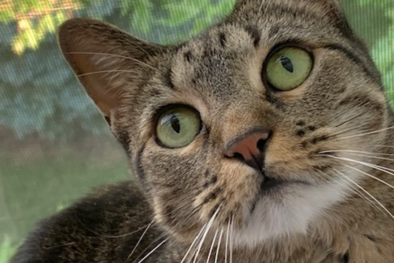 Bella the cat