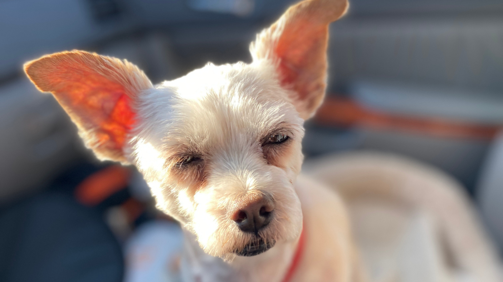 My dog ate hot sale my weed pen