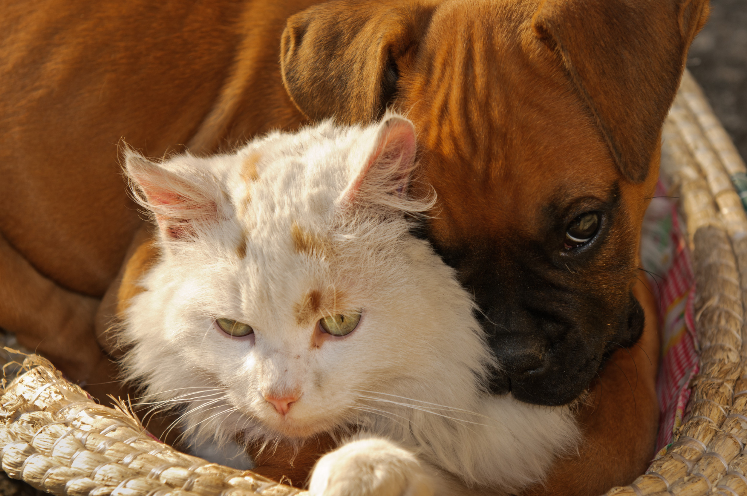 Fluffy Kitten and Dog Becoming 'Soulmates' in 24 Hours Shown in Viral Clip