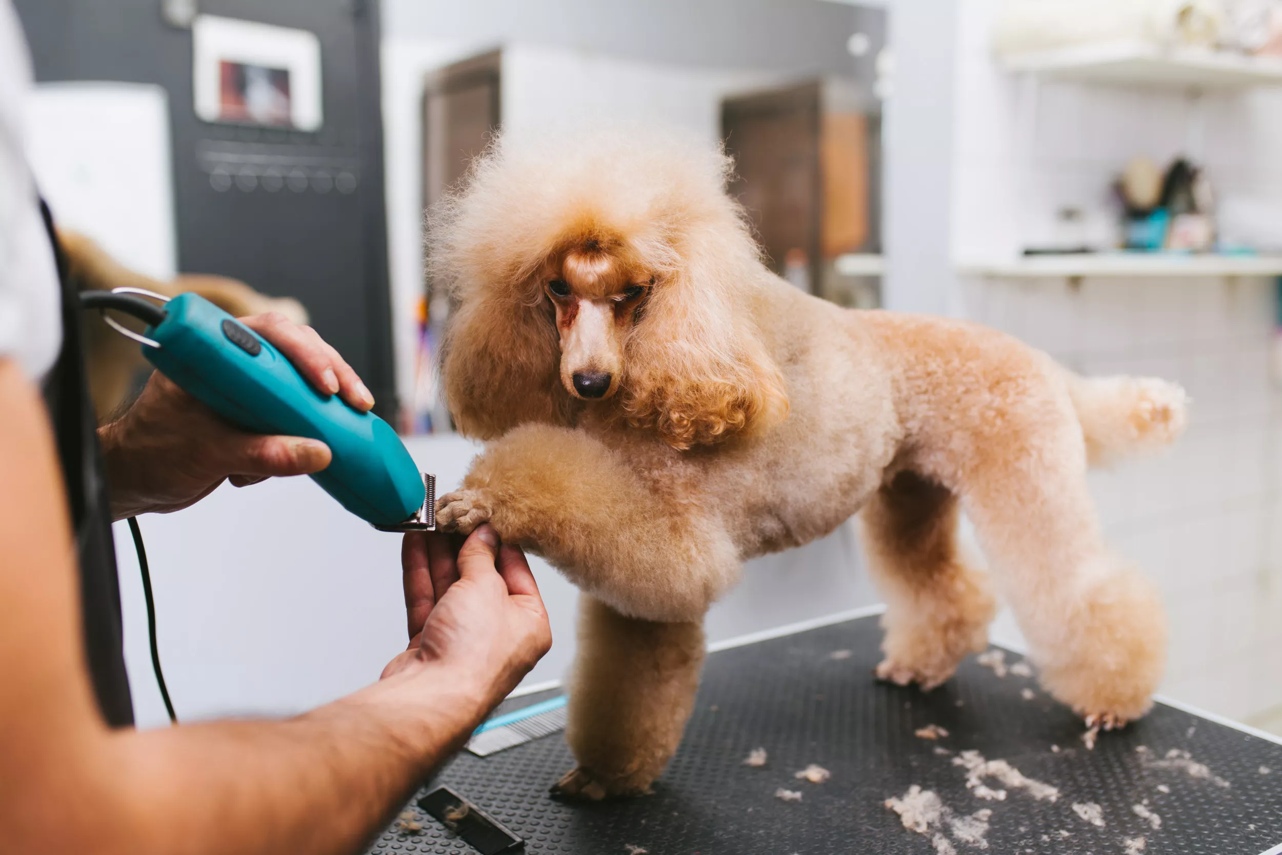 Goldendoodle Puppy Looks Like 'Angry 30 Year Old Poodle' After Grooming Job - Vimarsana News
